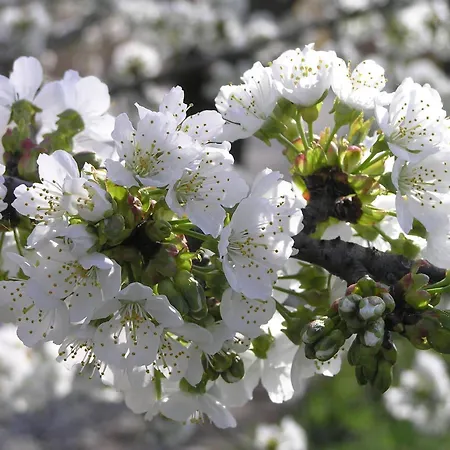 Farmház Fattoria Grimana *