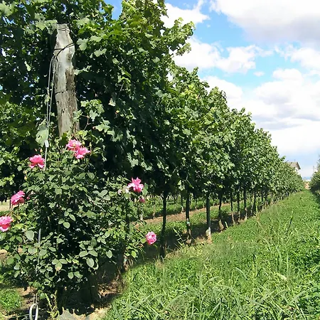 Fattoria Grimana * Montegalda
