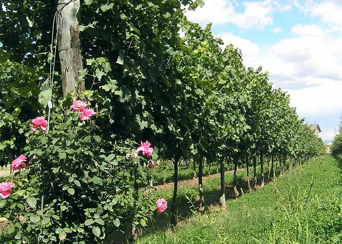 Fattoria Grimana * Montegalda