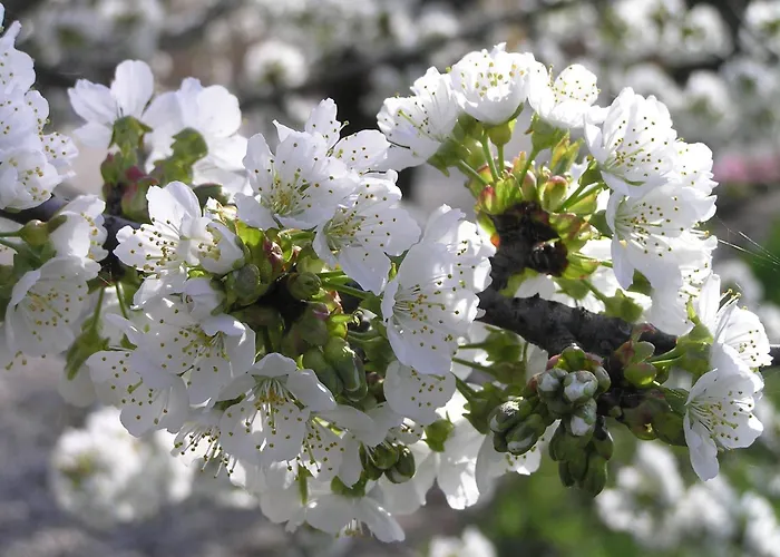 Alloggio per agriturismo Fattoria Grimana *